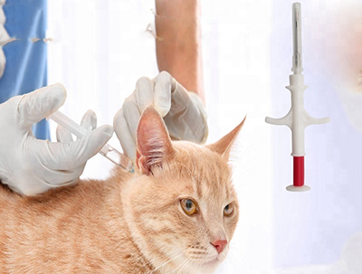Implante de microchip para gatos