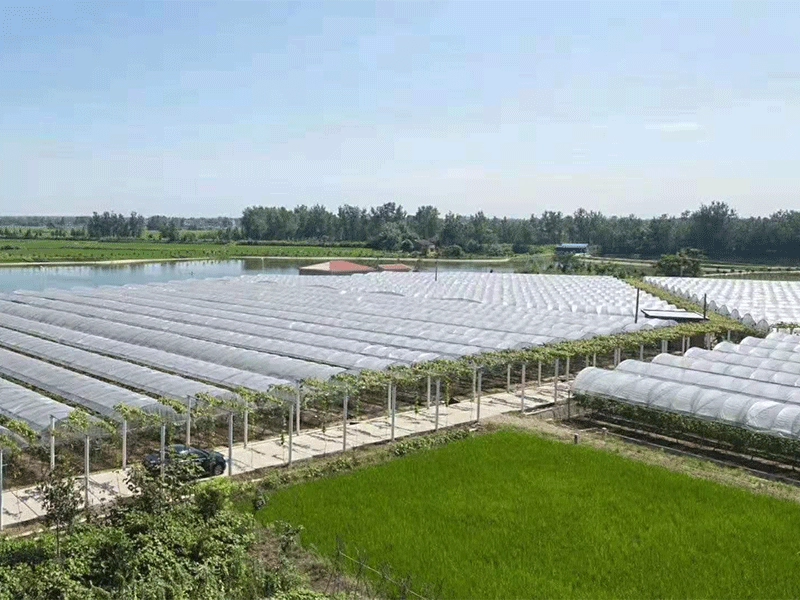 Invernadero agrícola con estructura de acero galvanizado para hortalizas