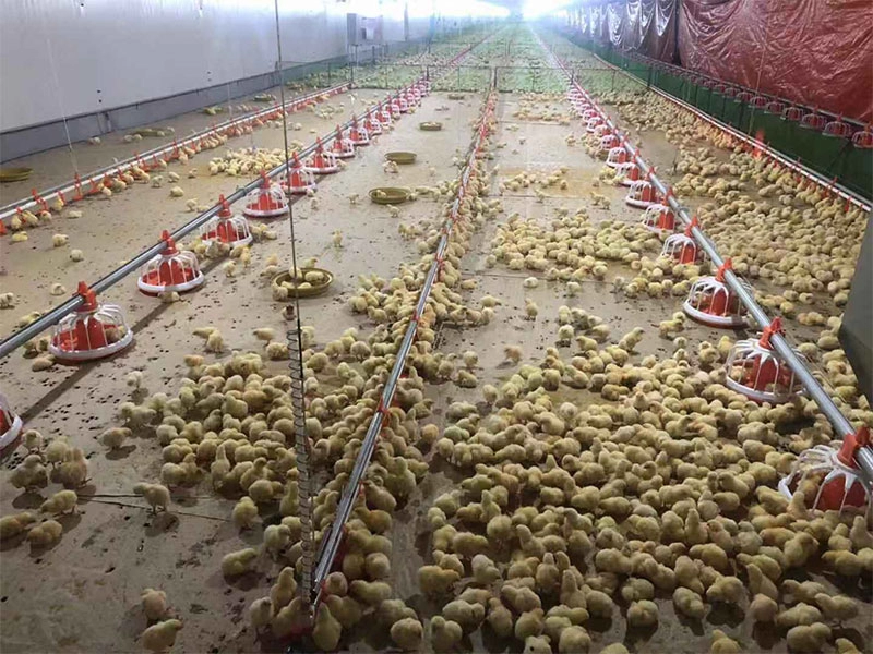 Casa de granja avícola de gallina de huevo de capa