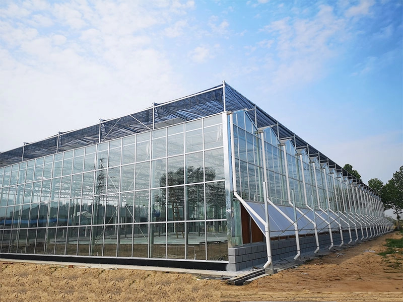 Invernadero de cristal para cultivo de hortalizas.