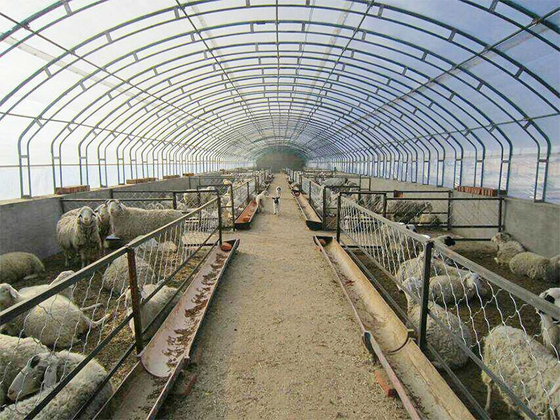 Cobertizo agrícola de acero ligero barato para cría de ganado vacuno y cabra