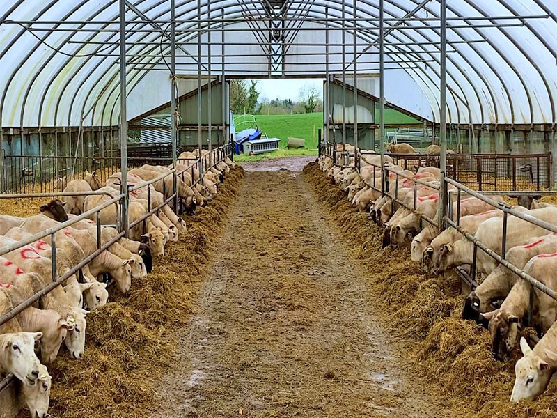 Cobertizo agrícola de acero ligero barato para cría de ganado vacuno y cabra